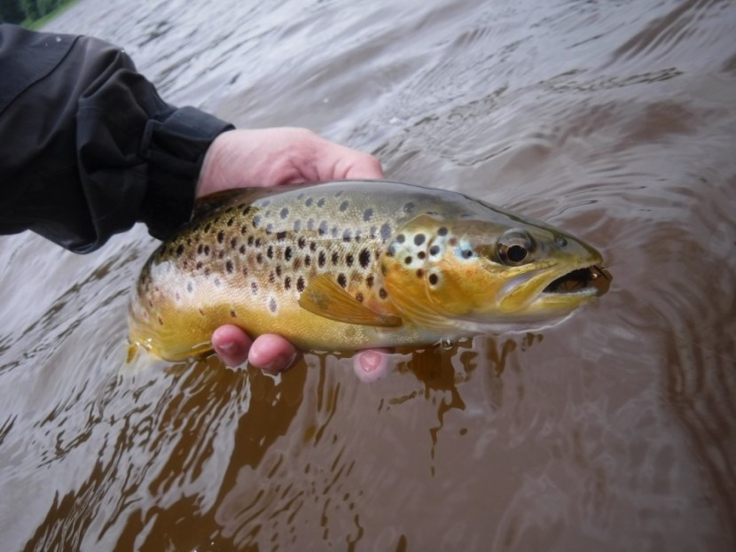 Talybont trout - CT from Cardiff